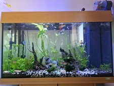 Plants guppies wolverhampton for sale  WOLVERHAMPTON