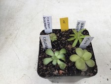 Pinguicula collection 2 for sale  ROTHERHAM