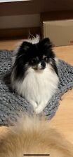 pomeranian gebraucht kaufen  Regensburg