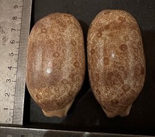 Collection coquillage arestori d'occasion  Champigny-sur-Marne