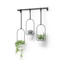 Umbra triflora hanging for sale  Marion
