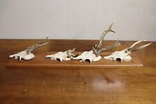 Trophäenbrett rehbock geweih gebraucht kaufen  Weißenfels