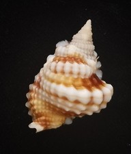 Sea shell distorsio d'occasion  Expédié en Belgium
