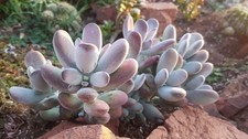 Lady Fingers – Cotyledon Orbiculata ‘Oophyl 🏵️*Corte* cerca de 6cm limitado comprar usado  Enviando para Brazil