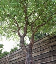 Corkscrew willow feet for sale  Delmar