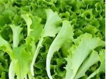 Lettuce plug plants for sale  SWANLEY