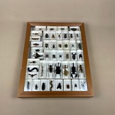 Insects bugs arachnids for sale  FAREHAM