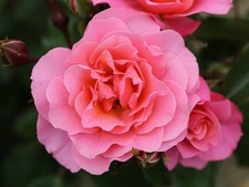 fragrant roses for sale fragrant roses for sale SPALDING