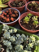 50x sedum jelly for sale  BIRMINGHAM