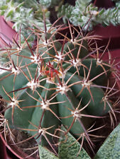 Melocactus matanzanus plante d'occasion  Expédié en France