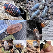Pick mix isopods for sale  Santa Fe