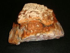 Old rainbow petrified for sale  Dyer