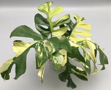 80002803 monstera minima gebraucht kaufen  Reutlingen