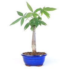 Money tree bonsai for sale  Marietta
