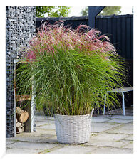 Miscanthus red cloud gebraucht kaufen  Bensheim