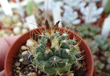 Turbinicarpus laui cactus d'occasion  Servian