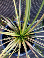 Agave geminiflora variegated for sale  Mira Loma