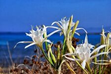 Pancratium maritimum seeds d'occasion  Expédié en Belgium