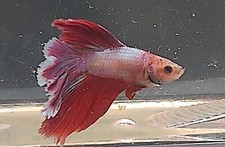 lilac male for sale lilac male for sale Bellefonte
