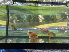 Live baby ranchu for sale  Suwanee