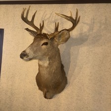 Whitetail deer buck for sale  Berlin