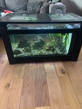 Coffee table fish for sale  ROCHESTER