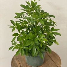 Live arboricola hawaiian for sale  Lake Worth