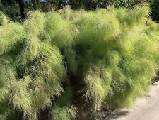 Muhlenbergia dumosa bamboo for sale  MARCH