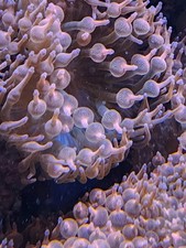 Rose bubble tip for sale  Waitsfield