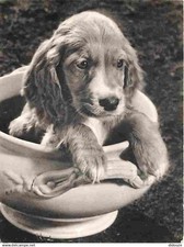 Animaux chiens cocker d'occasion  Fruges
