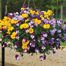 Trailing winter flowering for sale  BELLSHILL