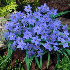 Easy grow starflower for sale  USA