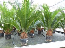 Cycas revoluta bonsai gebraucht kaufen  Goch