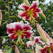 Giant hybrid lily for sale  Gassville