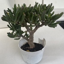 Crassula portulacea glücksbau gebraucht kaufen  Niedernhausen