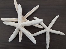 Stelle marine vere usato  San Vito dei Normanni