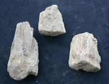 Genuine natural petrified for sale  SWANAGE