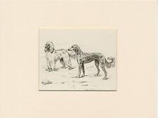 Saluki afghan hound for sale  COLEFORD