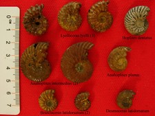 Lot ammonites albiennes d'occasion  La Chapelle-Saint-Luc