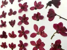 Purple natural pressed for sale  Jensen Beach