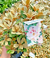 Rhododendron queen bee for sale  NORTHWICH