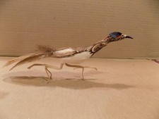 bird birds for sale bird birds for sale Torrington