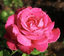 Rosa caprice meilland usato Rosa caprice meilland usato  Napoli