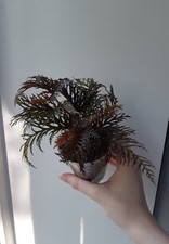 Begonia bipinnatifida spiky for sale  ALFRETON