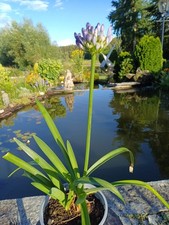 Agapanthus schmucklilie liebes gebraucht kaufen  Röttenbach b Erlangen