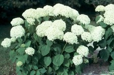 Hortensie annabell weiß gebraucht kaufen  Kronburg