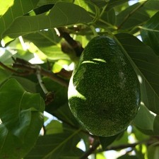 Persea americana zutano d'occasion  Pouzauges