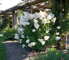 Hydrangea paniculata unique for sale  KING'S LYNN