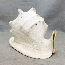 Giant queen horned for sale  Oceanside