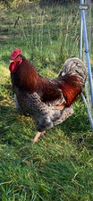 Blue laced wyandotte for sale  LLANELLI